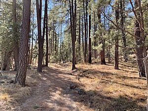 Horton Creek Trail passing through a Forrest of Arizona Ponderosa Pine