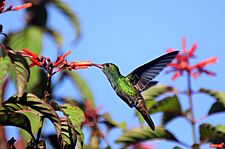 Hummingbird at La Selva Costa Rica