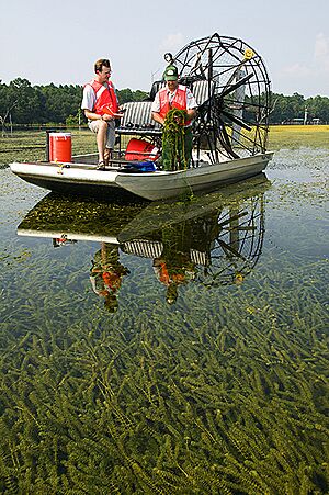 Hydrilla verticillata collection LakeSeminoleFL