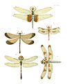 Illustrations of Exotic Entomology I 48