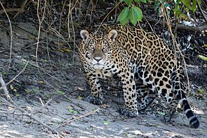 Jaguar in Pantanal Brazil 1