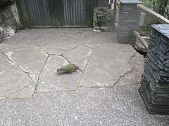 Kea u zoološkome vrtu u Aucklandu