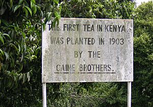 Kenya tea Caine Brothers