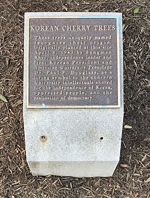 Korean Cherry Trees of American University