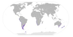 Larus dominicanus map.svg