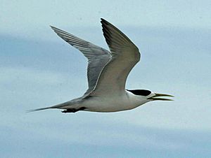 Lesser Crested Tern RWD1