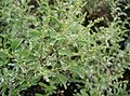 Ligustrum sinense Variegatum2