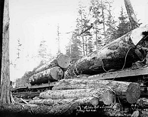 Logging crew loading logs onto railroad cars, Aloha Lumber Company, ca 1921 (KINSEY 24)