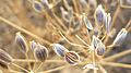 Lomatium nudicaule mature seeds 3