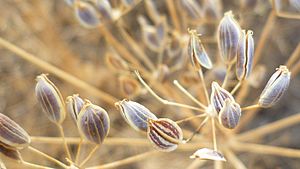 Lomatium nudicaule mature seeds 3