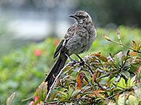 Long-tailed Mockingbird RWD2