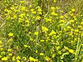 Lotus corniculatus
