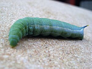 Macroglossum stellatarum (Hummingbird Hawk) larva UK