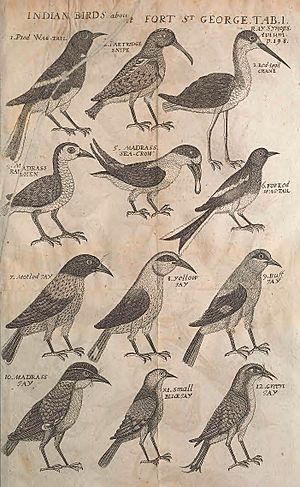 Madras Birds