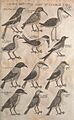 Madras Birds