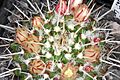 Mammillaria karwinskiana ssp nejapensis pm 1