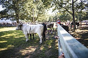 Marthasvineyard-Westtisbury-Agfair