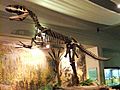 Megalosaurus, World Museum Liverpool (2)