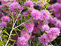 Melaleuca pentagona (leaves, flowers)
