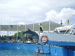 Miamiseaquariumflipper