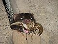 Mink with crayfish at Wascana Lake in Regina Saskatchewan