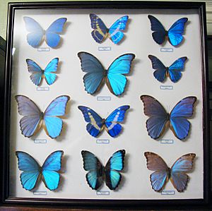 Morpho collection