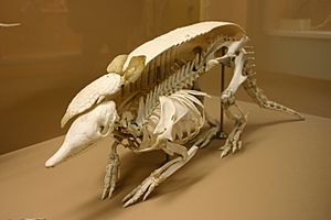 Nine-banded armadillo skeleton