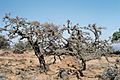 Oman Dhofar Frankincense