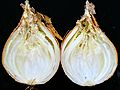 Onion (Allium cepa)- Bacterial soft rot