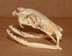 Ophiophagus hannah skull