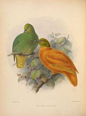 Ornithological miscellany (Plate) (5982038490)