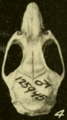 Oryzomys couesi regillus dorsal