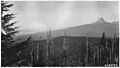 Picture from Timber Crater, looks north showing heavy fir and hemlock timber on TImber Crater. Diamond Lake and Mount... - NARA - 298913