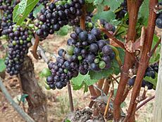 Pinot Noir Grapes in the Willamette Valley