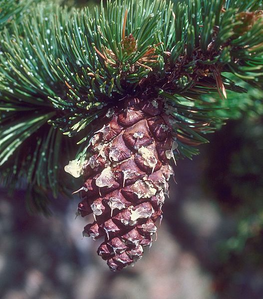 Pinus aristata cone