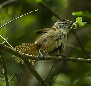 Plain Wren - Chiapas - Mexico.jpg