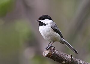 Poecile atricapillus CT3