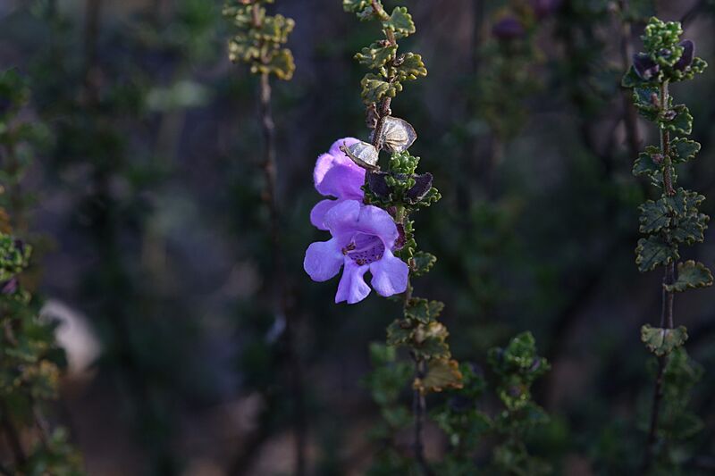 Prostanthera eckersleyana