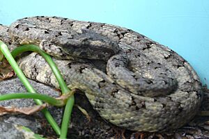 Protobothrops cornutus.jpg