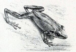 Pseudophilautus stictomerus (Günther 1876).jpg