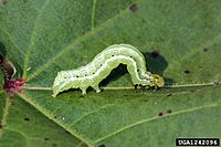 Pseudoplusia includens larva