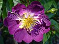 Rosa 'Veilchenblau' J1