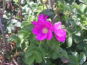 Rosa rugosa Yarmouthport flower-2