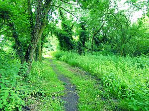 Roydon Fen 1