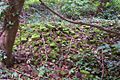 Rubble-ruins-Worcester-Park-House-01