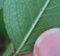 Rusty Hairs Blackhaw
