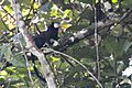 Saguinus inustus (Mottled-face Tamarin) by David Jeffrey Ringer