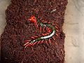 Scolopendra subspinipes mutilans 2