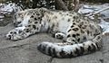 Snow leopard sleeping - Buffalo Zoo