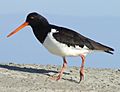 South Island pied oystercatcher 2c